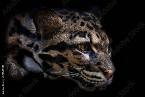 Portrait of beautiful Clouded Leopard isolated on black background.  Leopard cat on a darkness (Neofelis Nebulosa). photo