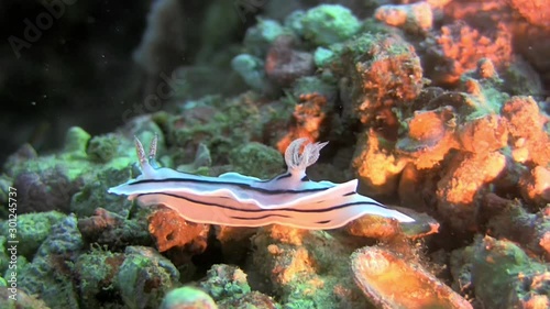 Nudibranch Chromodoris elisabethina on a coral reef in the Philippines photo