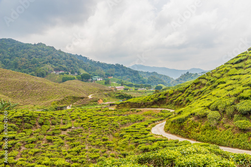 Wallpaper Mural Tea plantations in the cameron highlands in Malaysia Torontodigital.ca