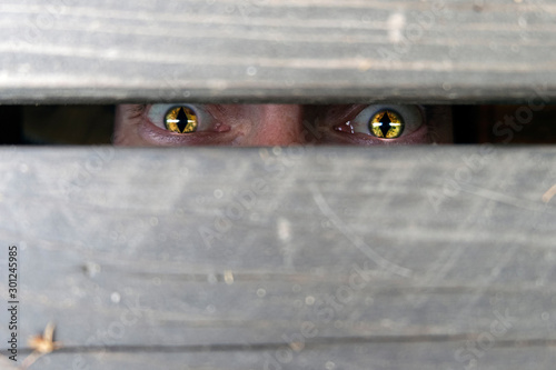 Obraz na plátne voyeurism and surveillance, the tracking of someone