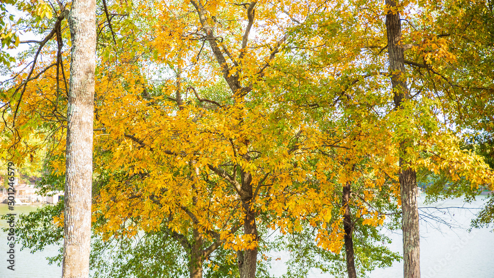 Obraz premium Fall Colors around Tega Cay SC