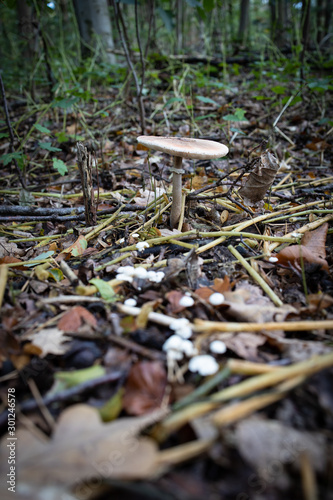Pilz im Wald