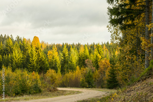 A curving autumn road. Autumn landscape with fallen dry yelow leaves.