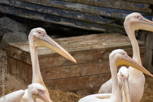 pelicans in pairi daiza photo