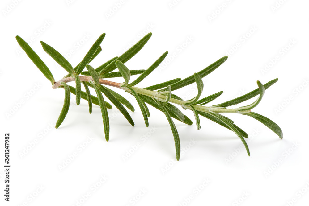 Fresh branch of rosemary herb, isolated on white background - obrazy, fototapety, plakaty 