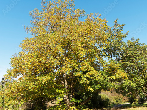  Pterocarya fraxinifolia  Kaukasische Fl  gelnuss mit breite Krone und dekoratives Aussehen mit Herbstfarben