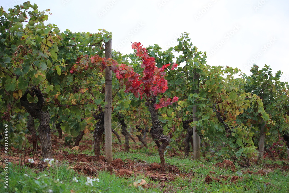 vignes en automne