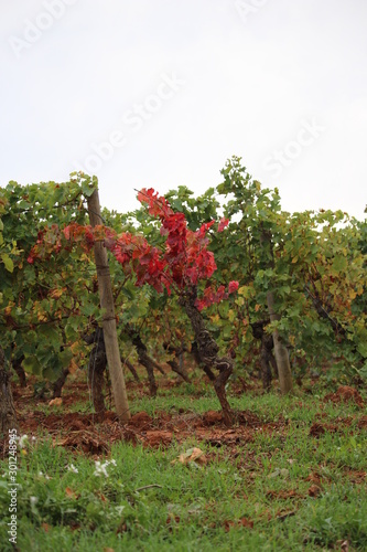 vigne en automne narbonne © canecorso