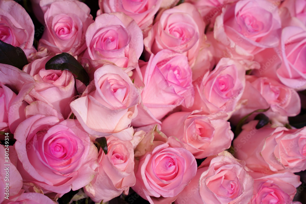 Soft pink roses background for wedding scene Soft pink roses background for wedding scene