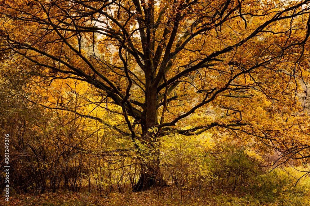 Majestätische Eiche mit goldgelbem Laub im Oktober alleinstehend vor Waldhintergrund