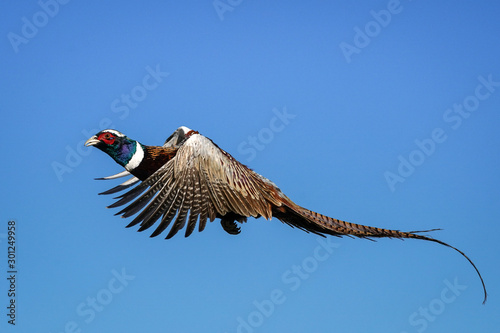Slika na platnu Ring-necked Pheasant Rooster - Flight