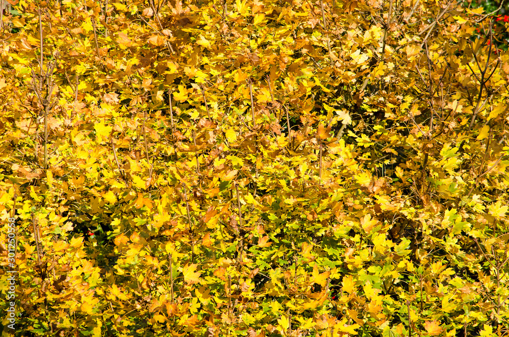 Almost abstract image of the bright yellow leaves of a maple bush on a sunny day in autumn Almost abstract image of the bright yellow leaves of a maple bush on a sunny day in autumn