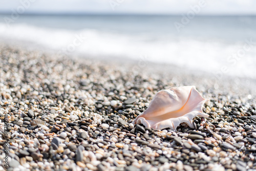 big beautiful shell on the beach © Svetlana Lavereva