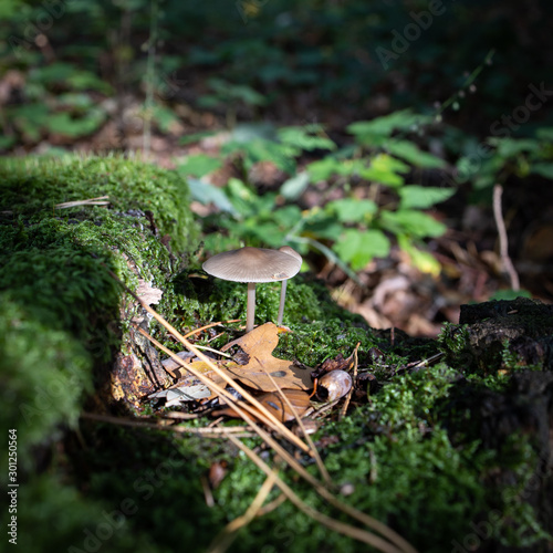 Pilz im Wald
