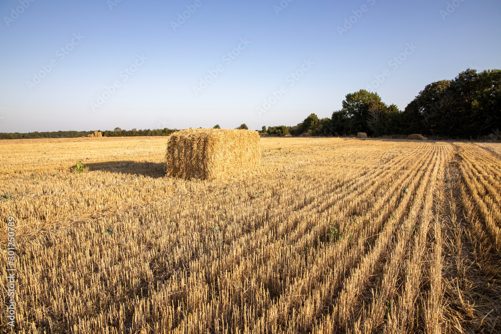 Straw bales on the field. Beautiful background with bales of straw. Landscape field with bales of straw.
