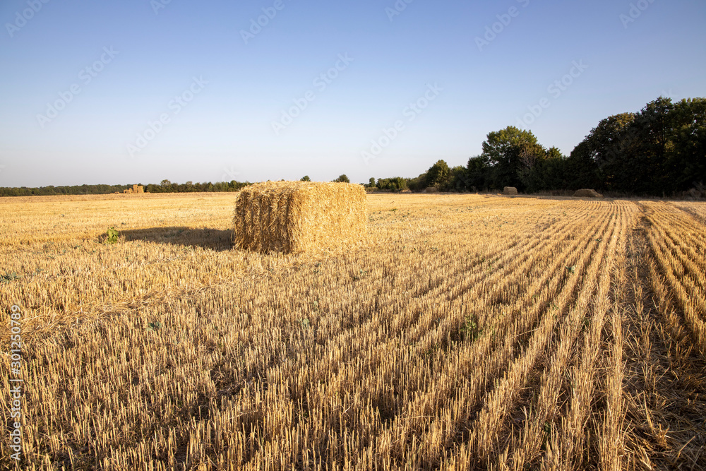 Fototapeta premium Straw bales on the field. Beautiful background with bales of straw. Landscape field with bales of straw.