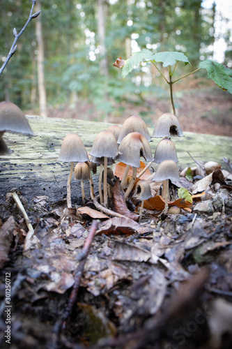 Schirmlinge im Wald