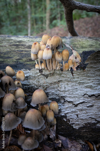 Pilz im Wald
