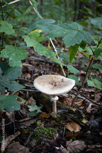 Pilz im Wald
