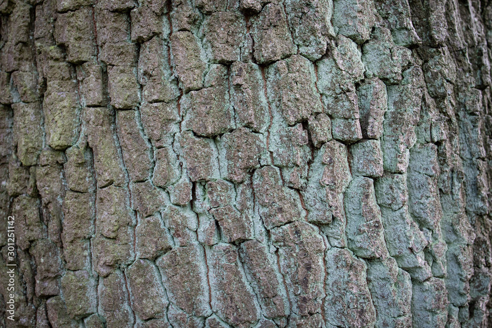 Rindenstruktur Eiche