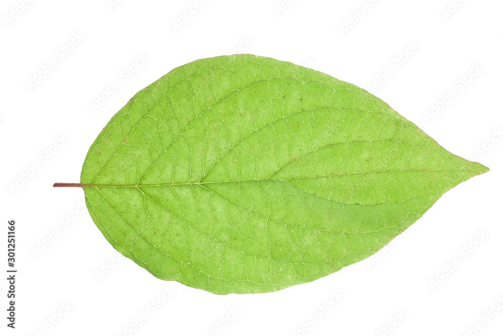 Obraz premium Green leaf isolated on white in studio.