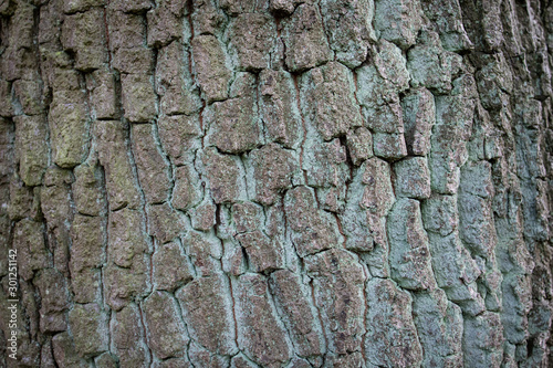 Rindenstruktur Eiche