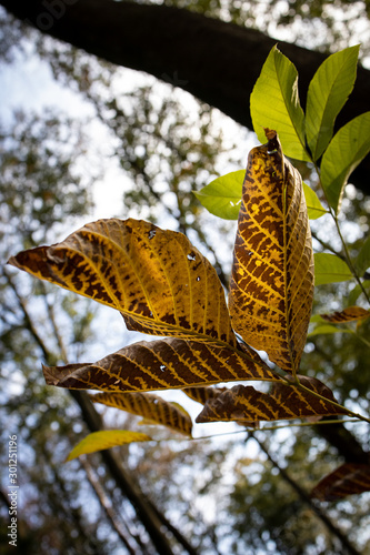 Herbstlaub im Gegenlicht
