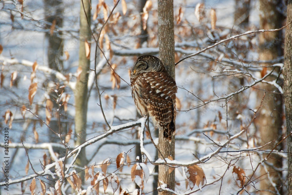 Barred Owl