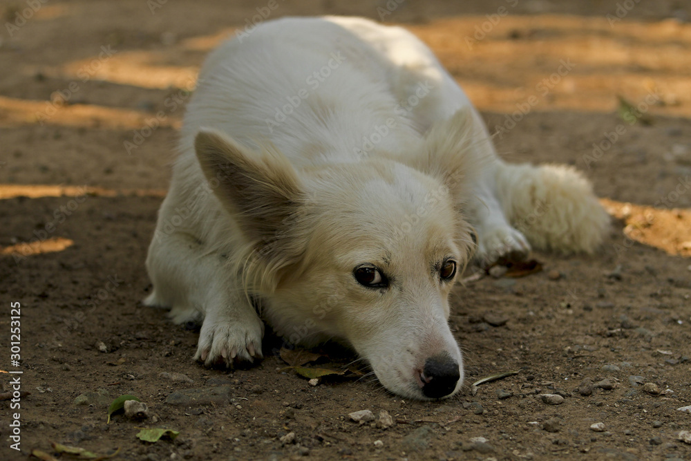 Cute little dogs. Cute little dogs.
