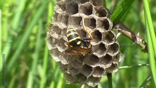 Heide-Feldwespe (Polistes nimpha) Königin versorgt Brut photo