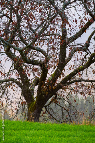 Autumn tree in Julia Alps