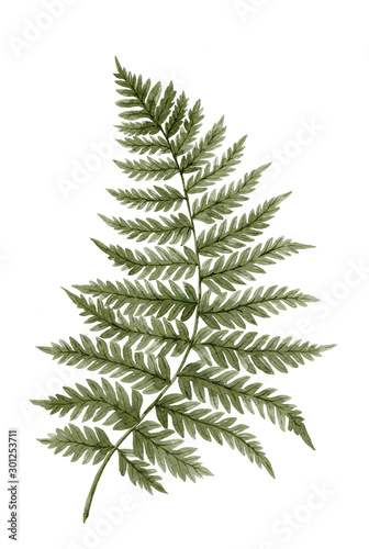 Green watercolor fern leaf isolated on white background. Real watercolor. Botanical illustration. © Helga