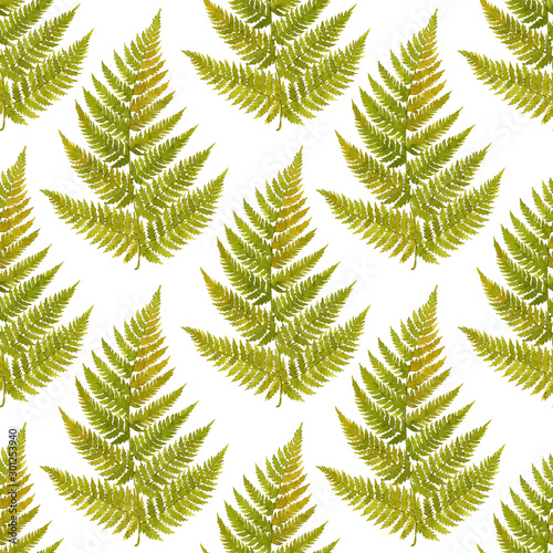 Green watercolor fern leaves seamless pattern isolated on white background. Real watercolor. Botanical illustration.