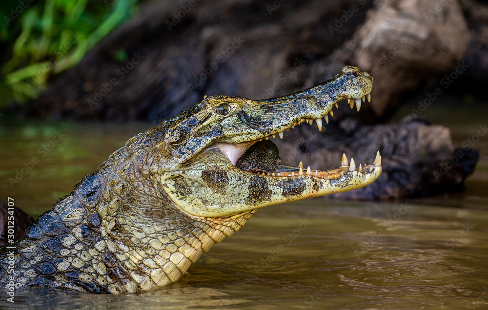 Cayman holds his head above the water and eats fish. Close-up. Brazil. Pantanal National Park. South America. Cayman holds his head above the water and eats fish. Close-up. Brazil. Pantanal National Park. South America.