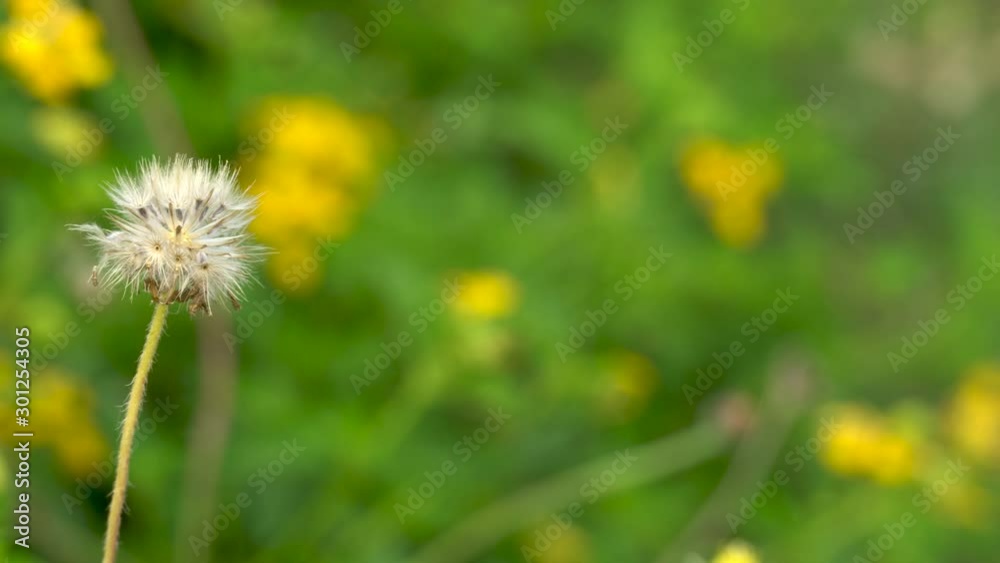 a dry Climbing wedelia flower among yellow fresh flower on background a dry Climbing wedelia flower among yellow fresh flower on background
