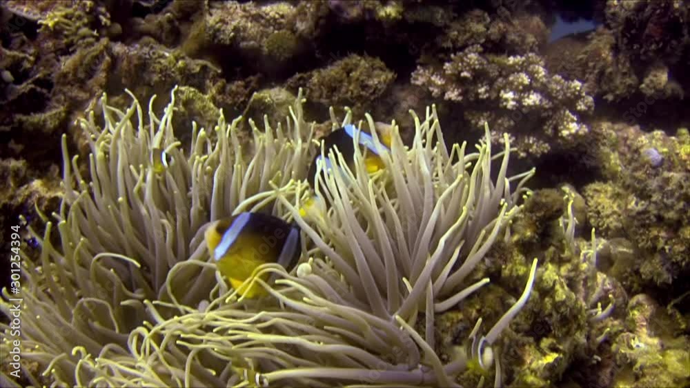 Clark's Anemonefish, Amphiprion Clarkii, Philippines