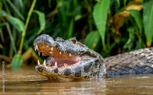 Fotografie, Obraz Cayman holds his head above the water and opened his mouth