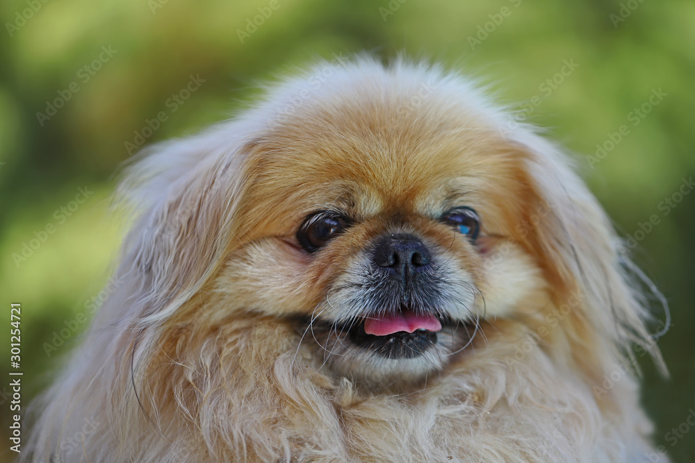 Little cute dogs of the genus Pekingese Little cute dogs of the genus Pekingese