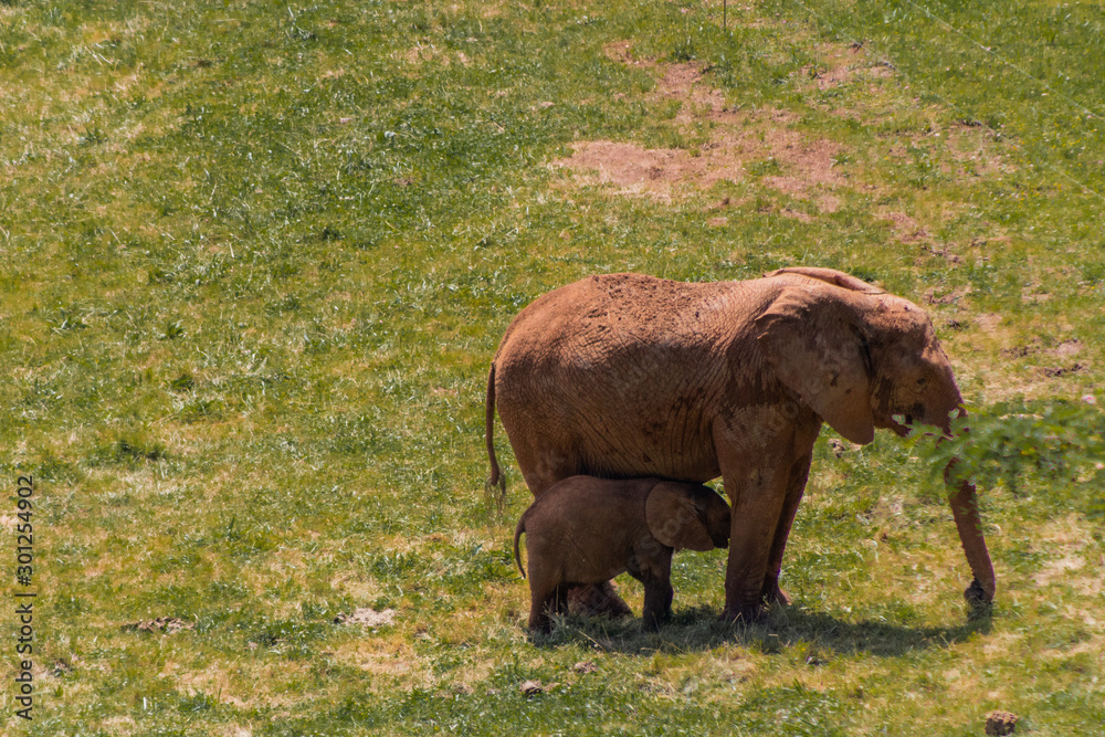 an african elephant enjoying in a green meadow an african elephant enjoying in a green meadow