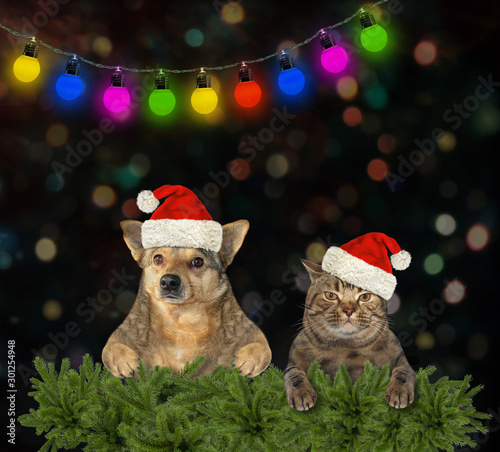 The beige dog and the cat in red Santa Claus hats celebrate Christmas.