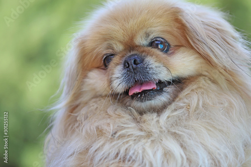 Little cute dogs of the genus Pekingese