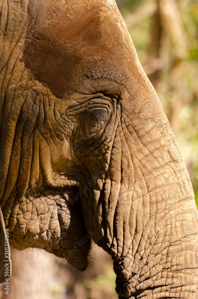 Fototapeta premium close up elephant
