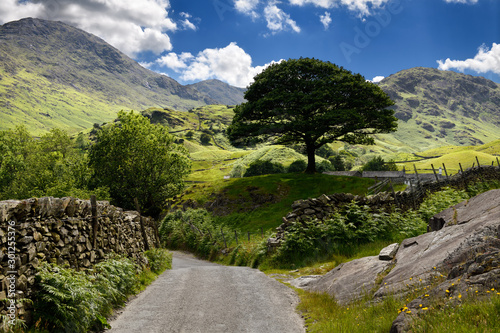 Fotografie Oak tree on Wrynose Pass to Fell Foot Farm in Little Langdale valley between Wet