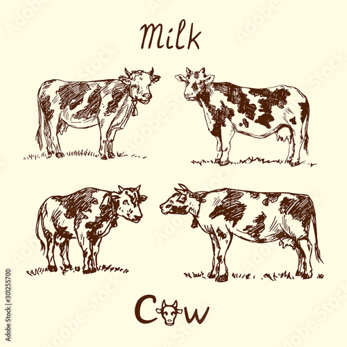 Milk cows collection, hand drawn doodle, sketch in pop art style, vector illustration