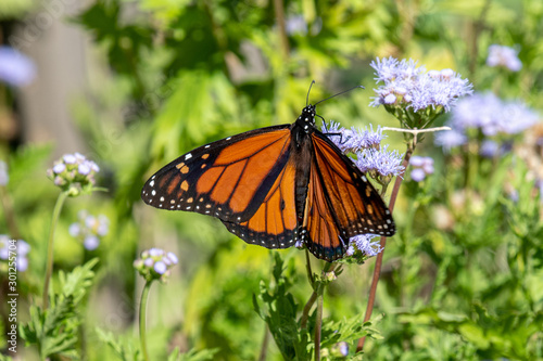 Monarch in October