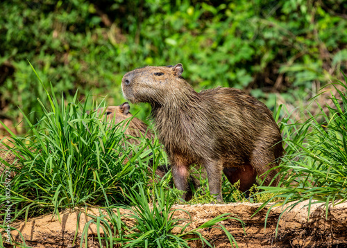 Capybara near the river in the grass. Brazil. Pantanal National Park. South America