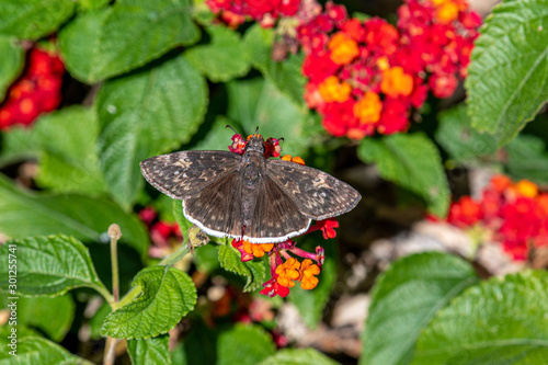 Duskywing butterfly in October on Texas lantana