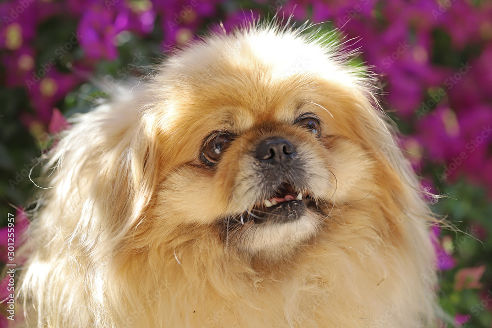 Little cute dogs of the genus Pekingese Little cute dogs of the genus Pekingese
