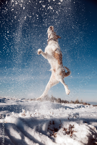 Jumping fox terrier enjoying snow.
