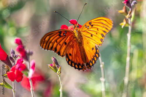 Gulf fritillary in October